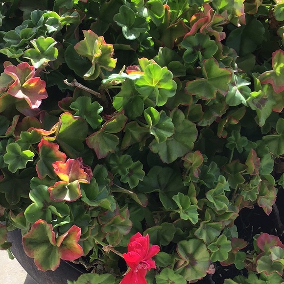 Meet your Posher, Maria - Picture 1 of 1